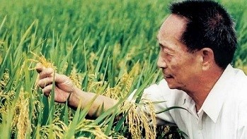 袁隆平杂交水稻又创世界纪录