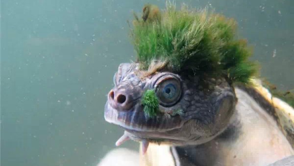 不出去走走 你一辈子可能都没见过这些动物