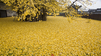 【组图】西安古刹里一棵银杏树美了1400年