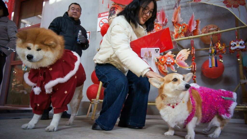 中國寵物消費市場突破452億美元 毛孩過年花樣多