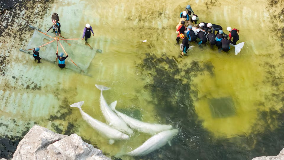 营救迁移后的第三起死亡事件：从海洋公园 (Marineland) 迁出的白鲸在西班牙离世